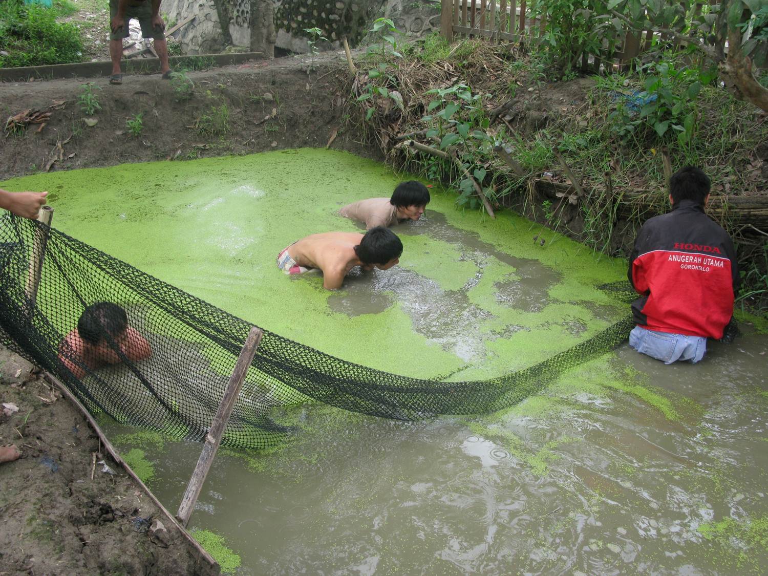 Cara Budidaya Ikan Nila Di Kolam Tanah