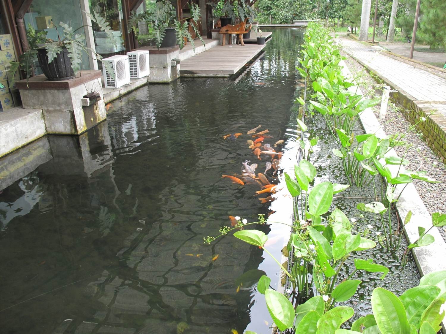 Budidaya Ikan Tanpa Pellet