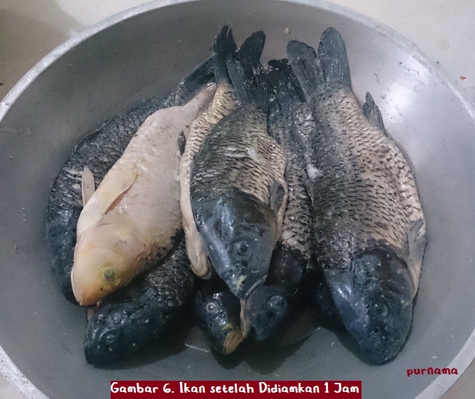 Resep Ikan Mas Arsik Masakan Khas Batak oleh Purnama Resep Ikan Mas Arsik Masakan Khas Batak oleh Purnama