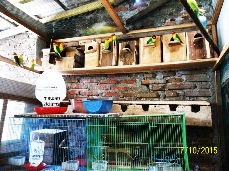 Tukiman Isi Waktu Luang Dengan Ternak Lovebird Halaman All