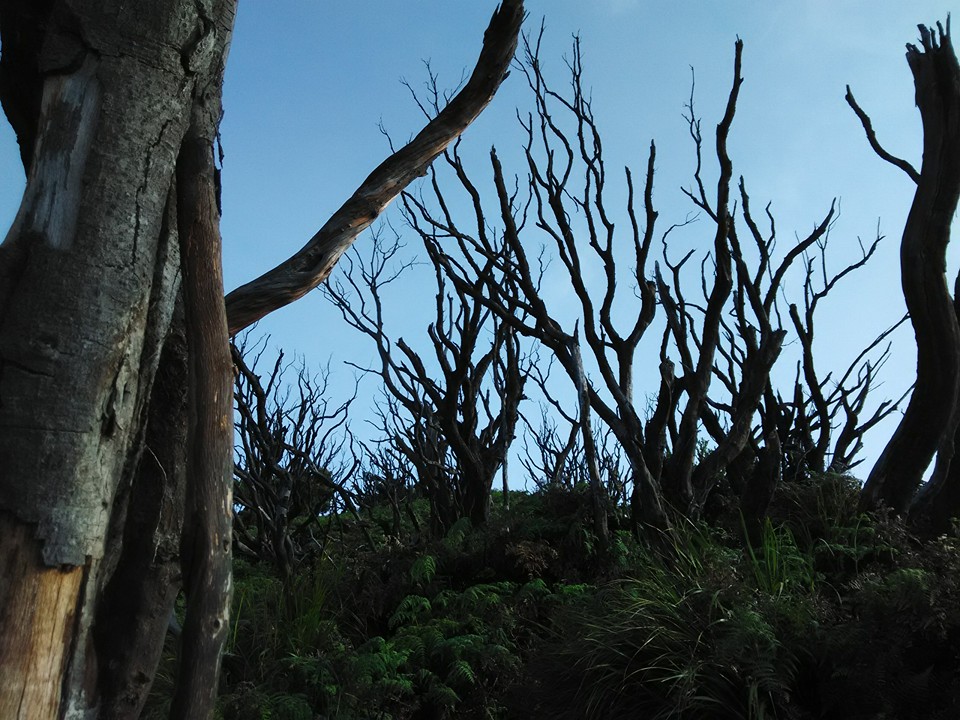 Hutan mati (dokpri)