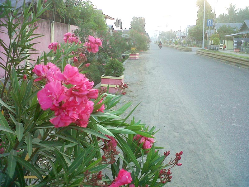 Bunga iOleanderi aBeracuna Menghias Kota Pasangkayu oleh  Bunga iOleanderi aBeracuna Menghias Kota Pasangkayu oleh