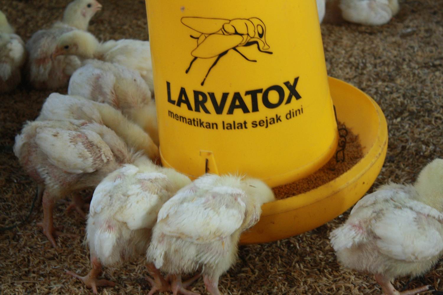 Memelihara Ayam Tanpa Bau Begini Caranya Halaman 1 Memelihara Ayam Tanpa Bau Begini Caranya Halaman 1