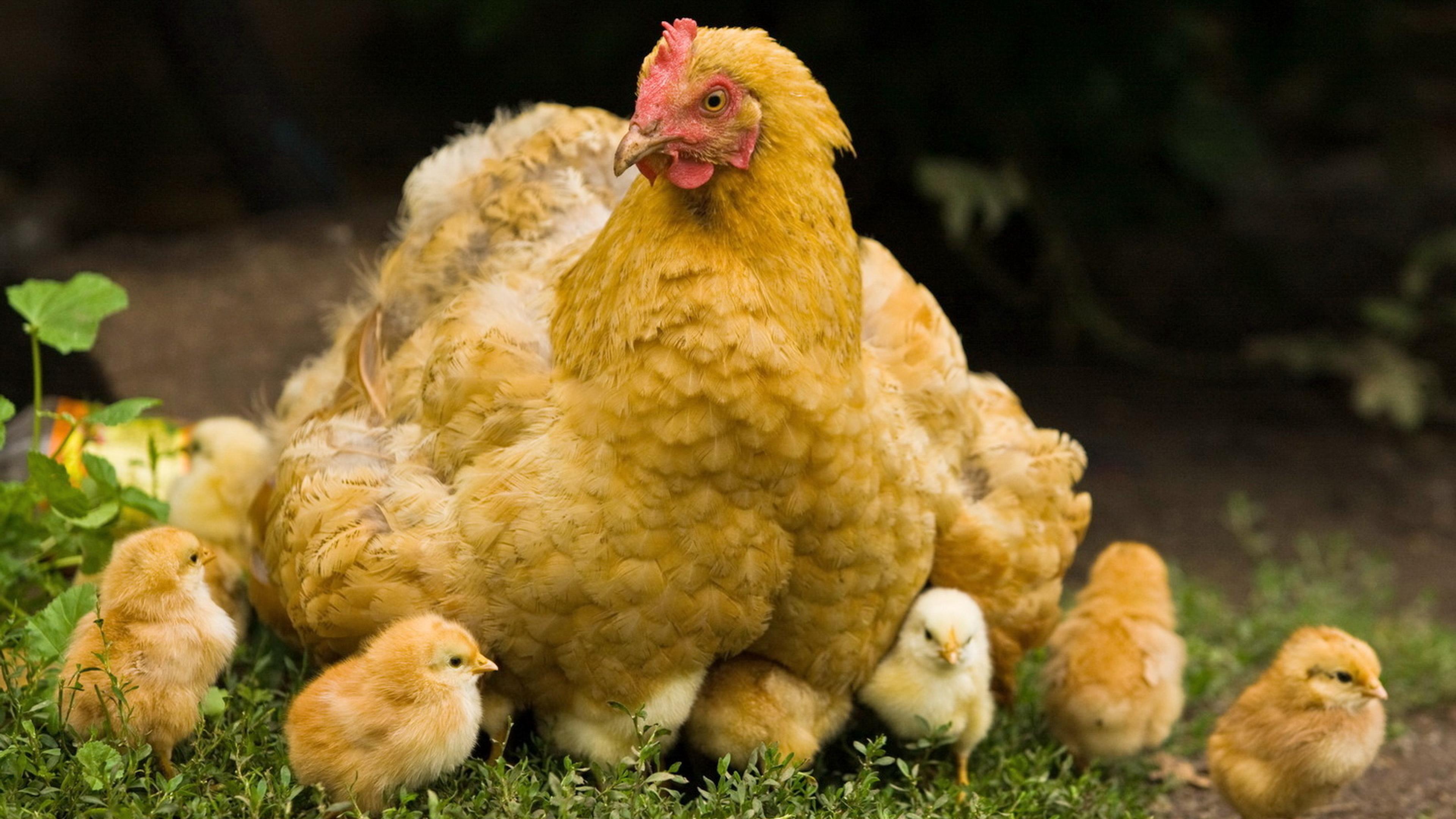 Видеть во сне маленьких цыплят много. Петух Орпингтон. Цыплята кохинхин. Орпингтон желтый. Цыплята Хайсекс Браун.