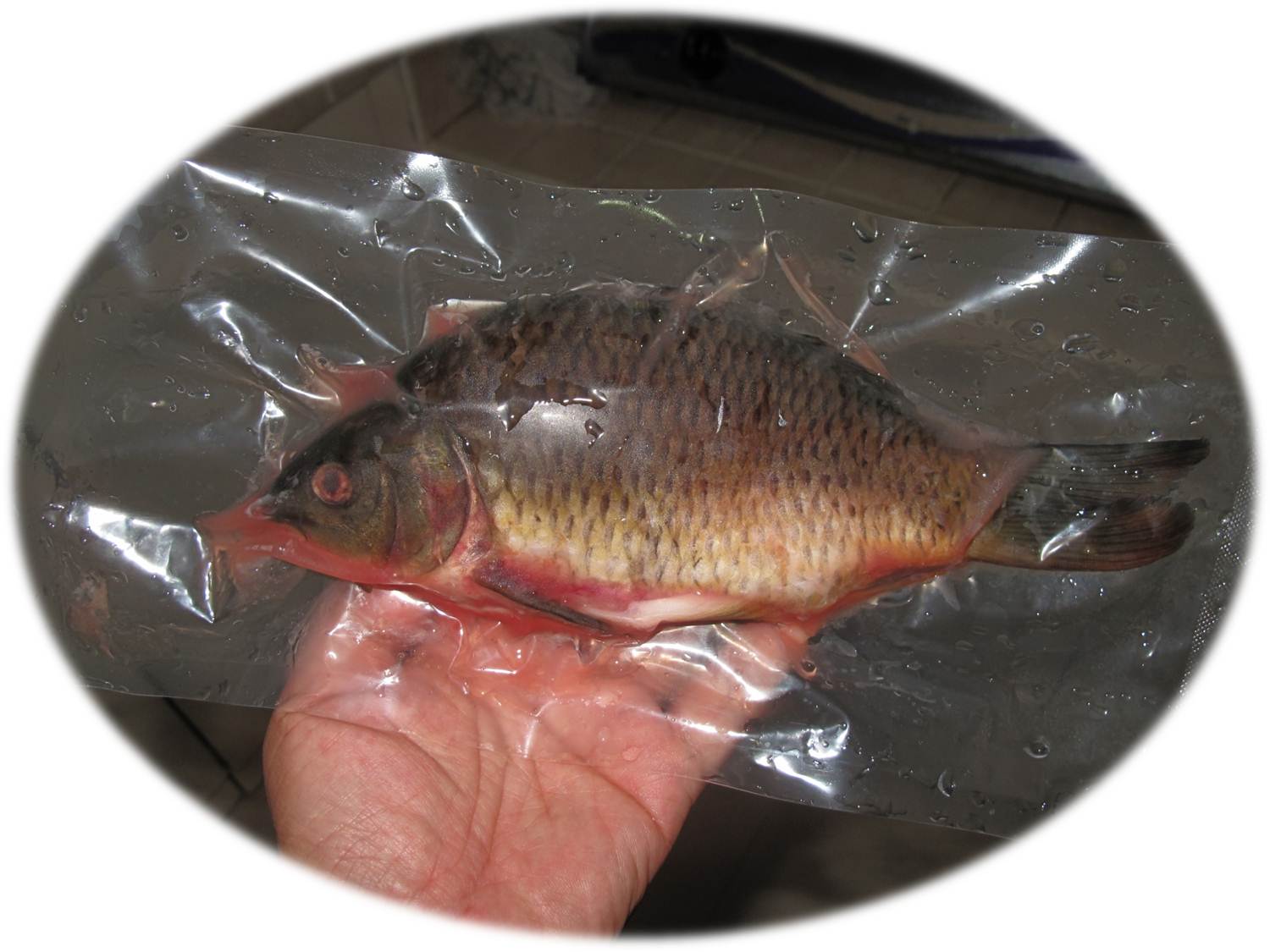 Citarasa Ikan Mas TerLezat Sedunia oleh David Bekam Citarasa Ikan Mas TerLezat Sedunia oleh David Bekam