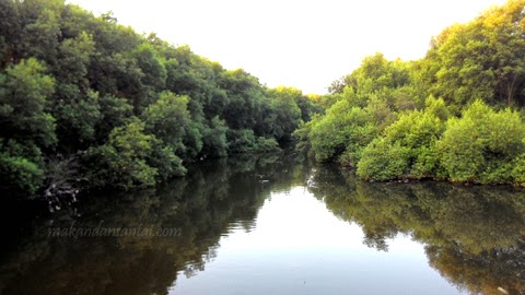 Keindahan Hutan Mangrove Yang Tersembunyi Di Kota Jakarta Keindahan Hutan Mangrove Yang Tersembunyi Di Kota Jakarta