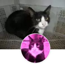 Fikber 3 Ben Mahaguru Jati Dan Jempol Halaman All Kompasiana Com