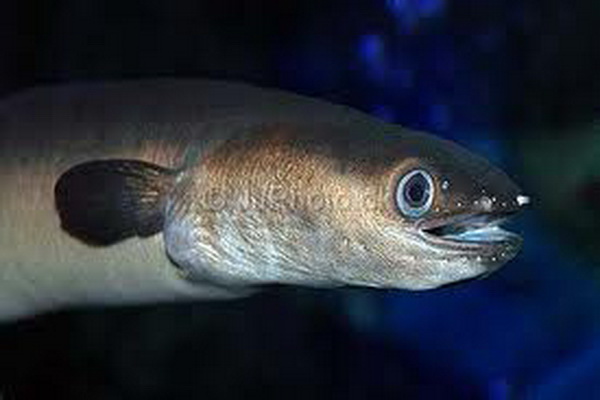 Ikan sidat, mempunyai sirip dada (pectoral fin), yang membedakannya dengan belut. Foto : bqqo.com