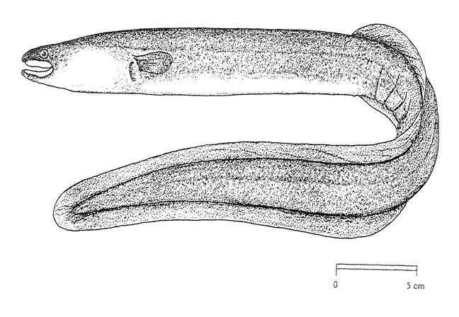 Sidat Samudera Hindia Anguilla bicolor bicolor McClelland, 1844 (Indonesian shortfin eel). Gambar : FAO