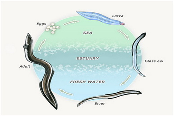 Siklus hidup ikan sidat. Gambar : FAO