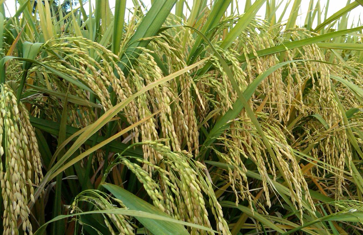 Tutorial Cara Tanam Padi Produksi Tinggi oleh David Bekam  Tutorial Cara Tanam Padi Produksi Tinggi oleh David Bekam