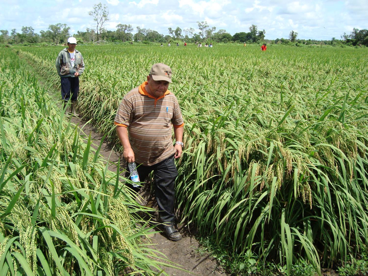Tutorial Cara Tanam Padi  Produksi Tinggi oleh David Bekam  Tutorial Cara Tanam Padi  Produksi Tinggi oleh David Bekam