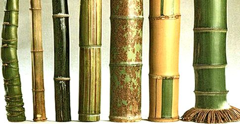 Tahukah Anda Cara Pengawetan Bambu Secara Alami? oleh 