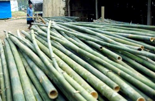 Tahukah Anda Cara Pengawetan Bambu Secara Alami oleh Tahukah Anda Cara Pengawetan Bambu Secara Alami oleh