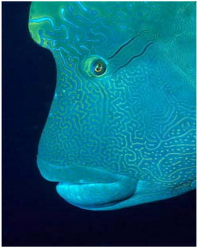 Gambar  Video Mengamati Prilaku Kegiatan Reproduksi Ikan    Gambar  Video Mengamati Prilaku Kegiatan Reproduksi Ikan