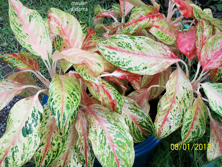 Pohon Sri Rejeki Merah Aneka Tanaman Bunga Pohon Sri Rejeki Merah Aneka Tanaman Bunga