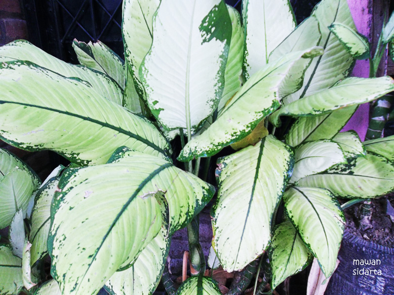 23 Gambar Bunga Hias Rumah Konsep Terpopuler 23 Gambar Bunga Hias Rumah Konsep Terpopuler