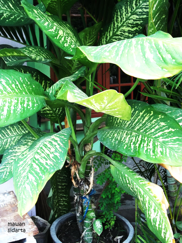 Manfaat Tanaman Sri Rejeki Untuk Kesehatan Berbagi Tanam Manfaat Tanaman Sri Rejeki Untuk Kesehatan Berbagi Tanam