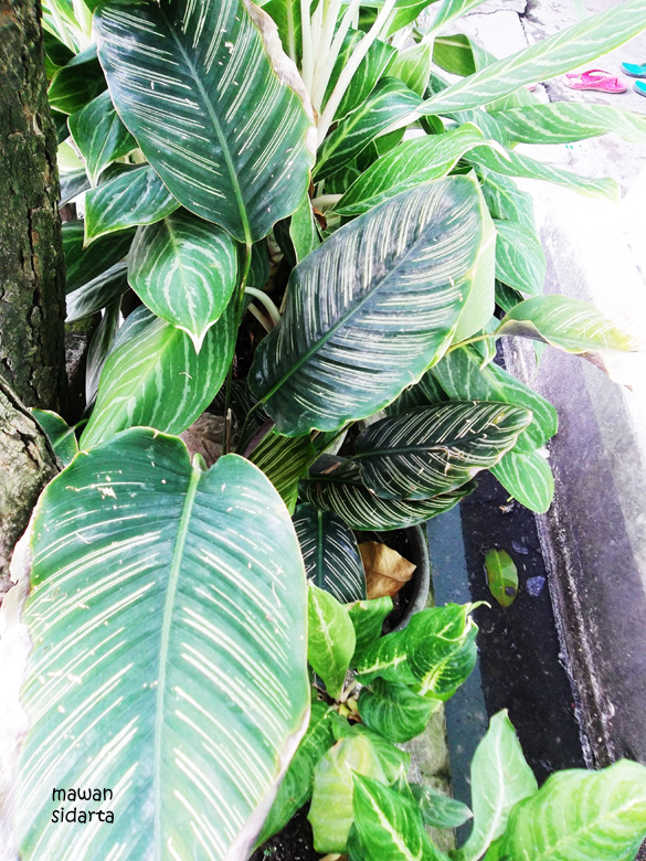 Dari Sri Rejeki Hingga Rajanya Daun oleh Mawan Sidarta Dari Sri Rejeki Hingga Rajanya Daun oleh Mawan Sidarta