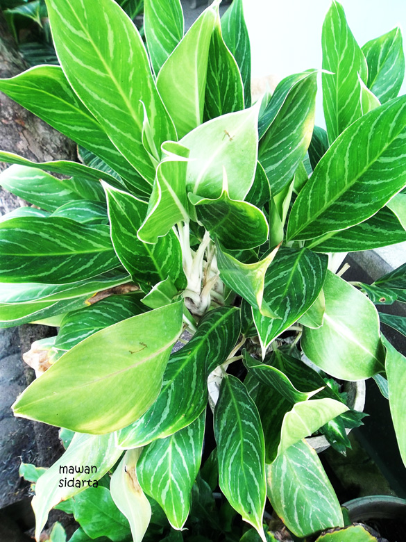 Dari Sri Rejeki Hingga Rajanya Daun oleh Mawan Sidarta Dari Sri Rejeki Hingga Rajanya Daun oleh Mawan Sidarta