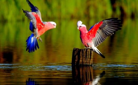 Burung Burung Bernyanyi Pada Musim Semi Untuk - Berbagai Peruntukan