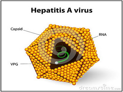 Mengapa Mahasiswa Ipb Rentan Terserang Penyakit Hepatitis A Halaman All Kompasiana Com Mengapa Mahasiswa Ipb Rentan Terserang Penyakit Hepatitis A Halaman All Kompasiana Com