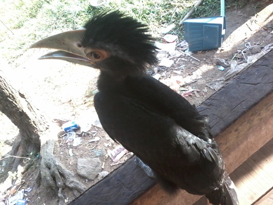 610 Spesies Burung Hilang: Kisah Tragis Kepunahan yang Dipercepat oleh Manusia