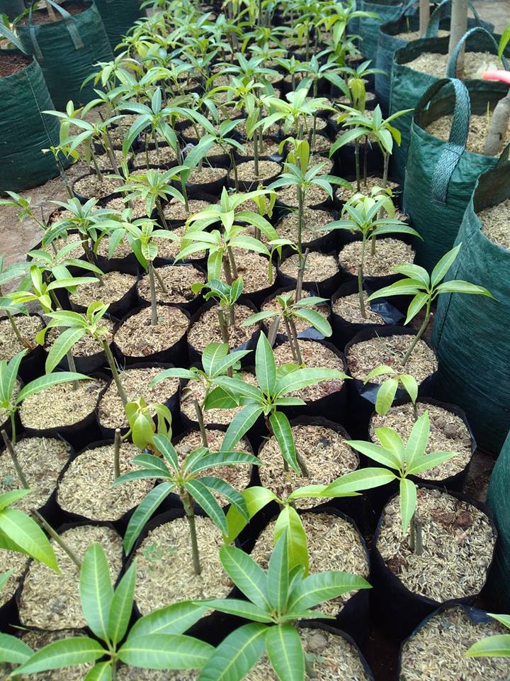 Mangga Agrimania Buah Mangga Termahal di Indonesia Halaman Mangga Agrimania Buah Mangga Termahal di Indonesia Halaman