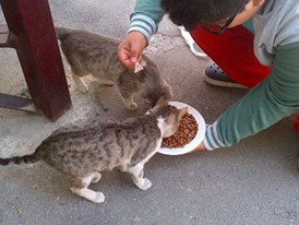 Berbagi Kasih Sayang Di Azerbaijan Animal Rescue Centre Halaman All Kompasiana Com