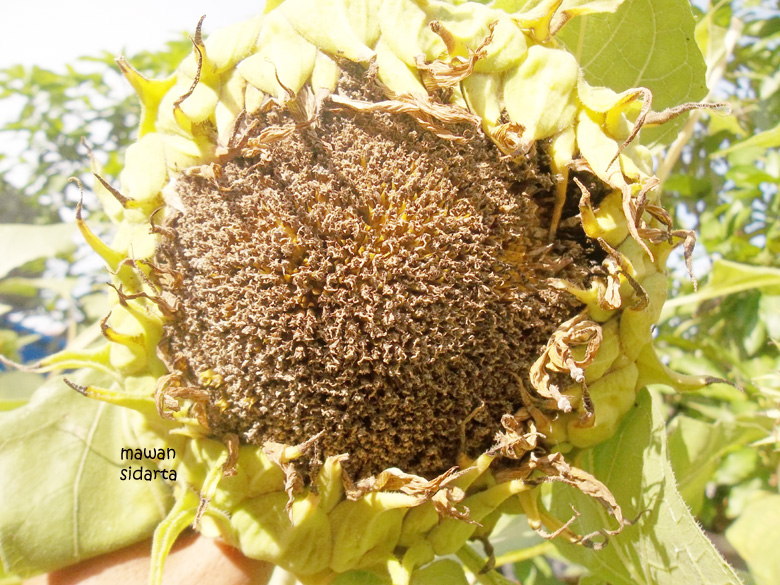 Terbaru 18 Bunga  Matahari  Yang Sudah Tua Gambar Bunga  HD Terbaru 18 Bunga  Matahari  Yang Sudah Tua Gambar Bunga  HD