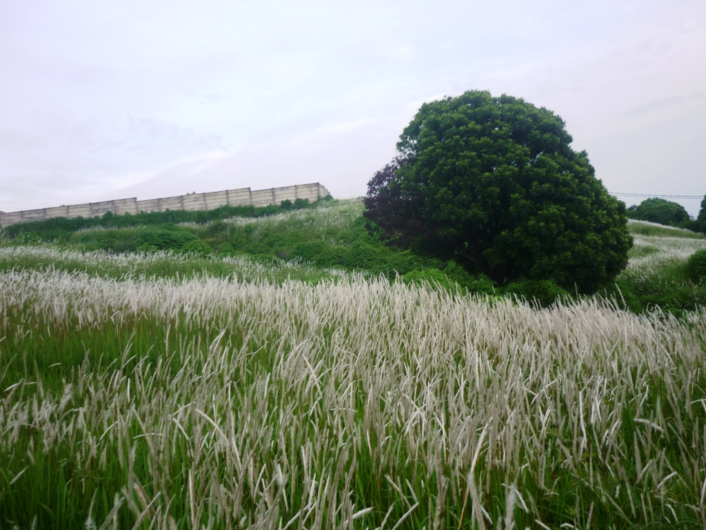 Rumput Ilalang Di Sekitar Rumah Oleh Indira Revi Kompasianacom