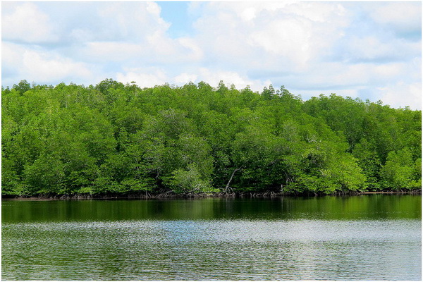 Peran Mangrove Dalam Mitigasi Perubahan Iklim Halaman 1 - Kompasiana.com