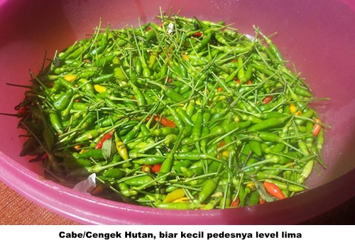 Cabe Hutan Ini Dibudidayakan Melalui Kotoran Burung Halaman 1 Kompasiana Com