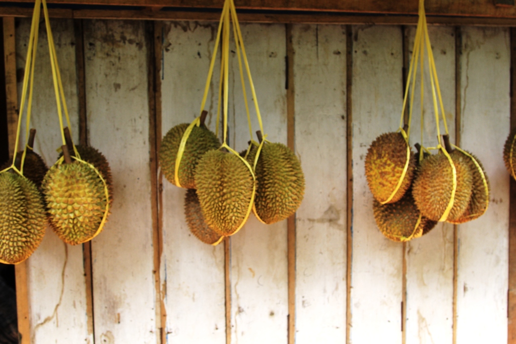 Durian Brongkol Rasanya Legit Manis dan Pahit oleh Tri 
