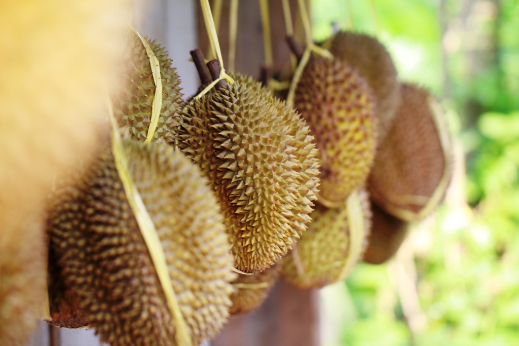 Durian Brongkol Rasanya Legit Manis dan Pahit oleh Tri 
