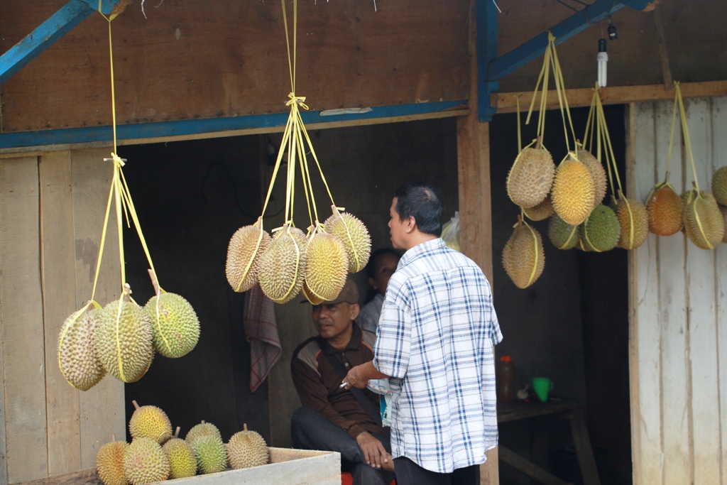 Durian Brongkol Rasanya Legit Manis dan Pahit Halaman 1 