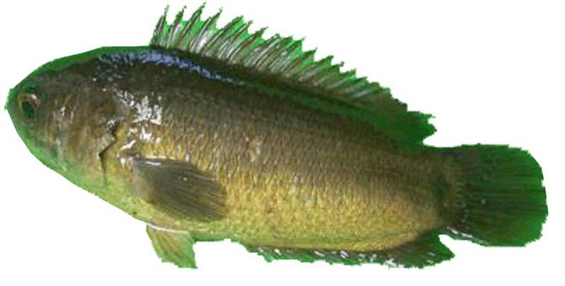 Fantastis Harga Dua Jenis Ikan Ini Sama dengan Harga Fantastis Harga Dua Jenis Ikan Ini Sama dengan Harga