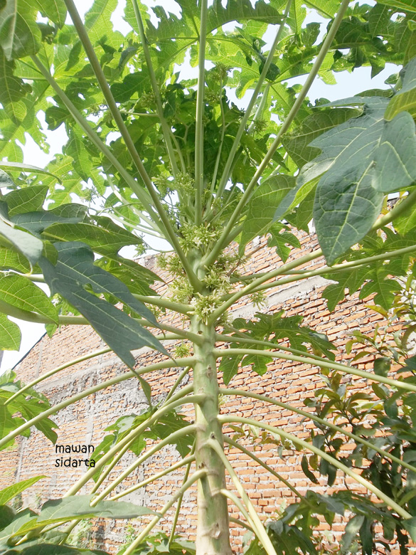 Terkeren 23 Gambar Bunga Pepaya Gantung  Gambar  Bunga  HD Terkeren 23 Gambar Bunga Pepaya Gantung  Gambar  Bunga  HD