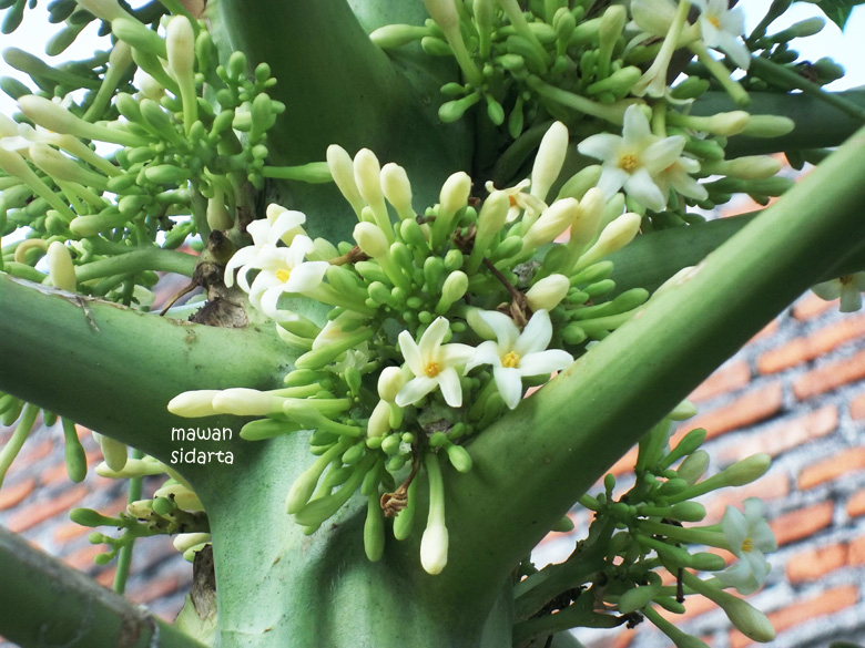 Terkeren 23 Gambar Bunga Pepaya Gantung  Gambar  Bunga  HD Terkeren 23 Gambar Bunga Pepaya Gantung  Gambar  Bunga  HD