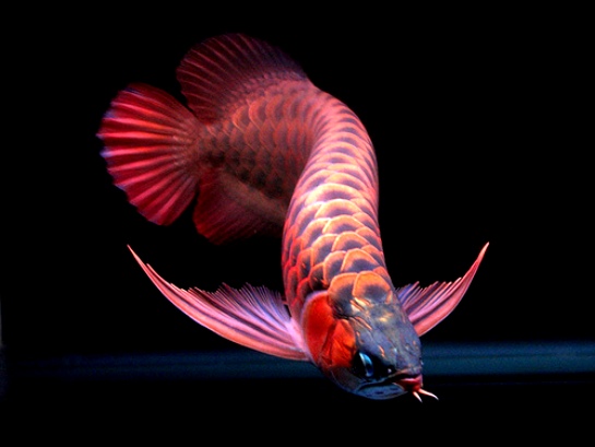 Pergi oleh Rendra Trisyanto Surya Kompasiana com Pergi oleh Rendra Trisyanto Surya Kompasiana com