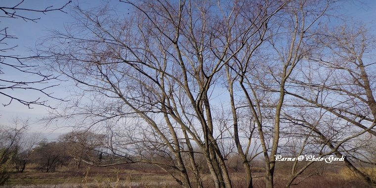 Belajar Kehidupan dari Pohon tak Berdaun  Halaman all  Belajar Kehidupan dari Pohon tak Berdaun  Halaman all