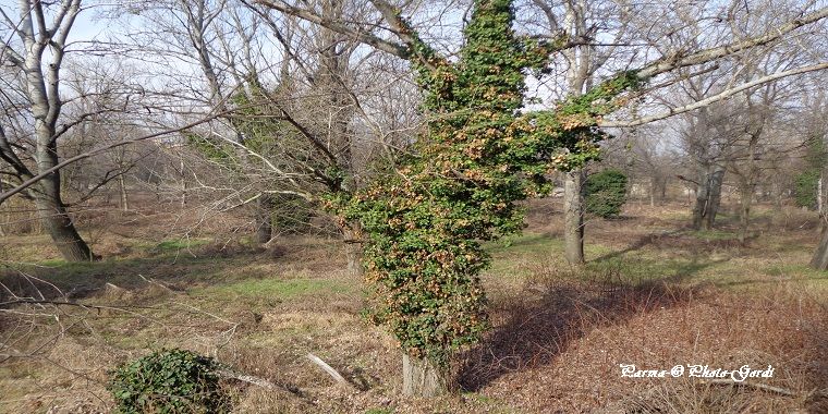 Belajar Kehidupan dari Pohon tak Berdaun  Halaman all  Belajar Kehidupan dari Pohon tak Berdaun  Halaman all