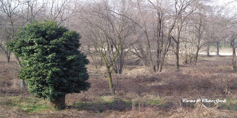 Belajar Kehidupan dari Pohon tak Berdaun  Halaman all  Belajar Kehidupan dari Pohon tak Berdaun  Halaman all