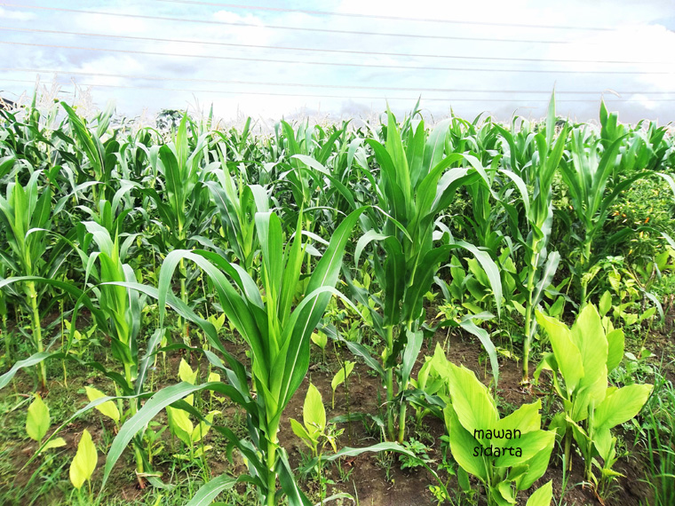 Gambar  Bunga  Jagung  Jantan Koleksi Gambar  Bunga   Gambar  Bunga  Jagung  Jantan Koleksi Gambar  Bunga
