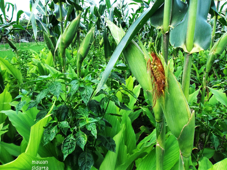 Primbon Jawa Bercocok Tanam Jagung Primbon Jawa Bercocok Tanam Jagung