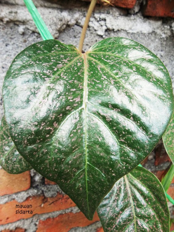 Gambar Tumbuhan Sirih Merah Gambar Gambar Tumbuhan Gambar Tumbuhan Sirih Merah Gambar Gambar Tumbuhan
