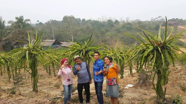Asyiknya Petik Buah Sendiri Di Agro Lestari Balikpapan Asyiknya Petik Buah Sendiri Di Agro Lestari Balikpapan