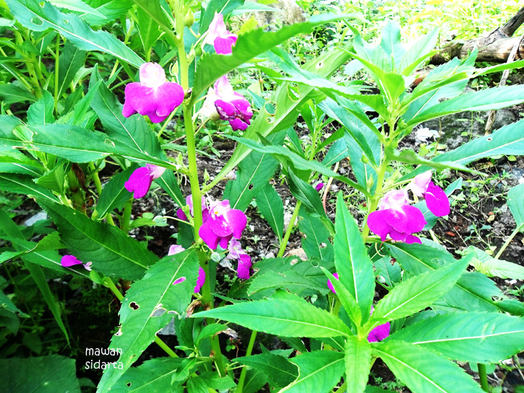 Tanaman Kuburan dengan Segudang Manfaat Halaman all Tanaman Kuburan dengan Segudang Manfaat Halaman all