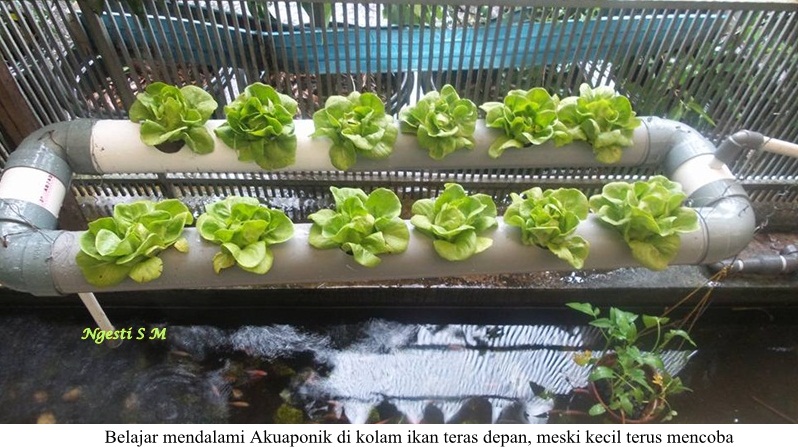 Ber Akuaponik Menghasilkan Simbiosis Mutualisme dari Ber Akuaponik Menghasilkan Simbiosis Mutualisme dari