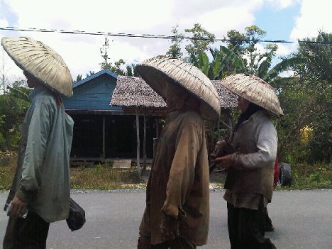 Petani berangkat ke ladang dengan tanggui menutupi kepala (Foto: Putra Balangan)